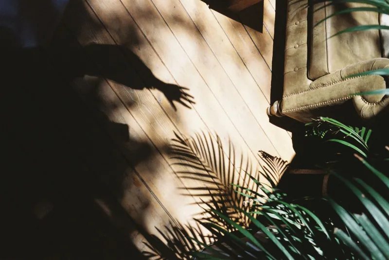 Chasing Light: How the Japanese Idea of Komorebi Is Quietly Redesigning American Homes